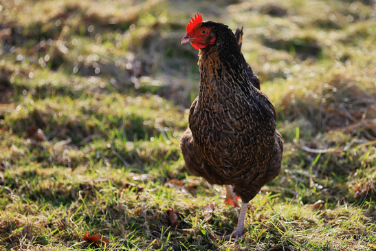 Brown_Chickens_In_The_Isle_Of_Skye_In_The_Scottish_Highlands_Birds_Photography_Nature_Photography_Canon_EOS_R5_Mark_II_2026_001.JPG