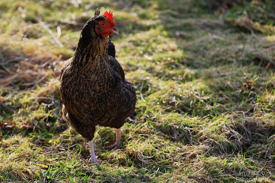 Brown_Chickens_In_The_Isle_Of_Skye_In_The_Scottish_Highlands_Birds_Photography_Nature_Photography_Canon_EOS_R5_Mark_II_2026_002.JPG