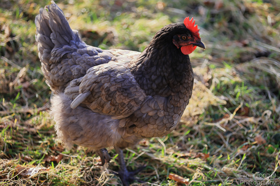 Brown_Chickens_In_The_Isle_Of_Skye_In_The_Scottish_Highlands_Birds_Photography_Nature_Photography_Canon_EOS_R5_Mark_II_2026_003.JPG
