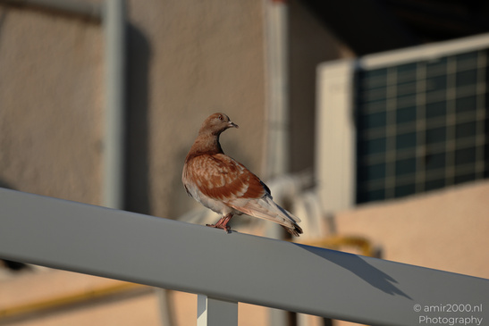 Brown_Pigeon_Birds_Photography_Nature_Photography_Canon_EOS_R5_Mark_II_2026_001.JPG