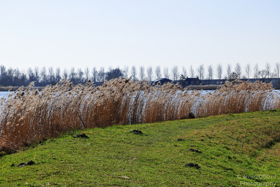 Bullewijker_And_Holendrechter_Polder_Ouderkerk_Aan_De_Amstel_Netherlands_Nature_Photography_Canon_EOS_R5_Mark_II_2026_001.JPG