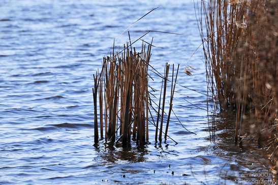 Bullewijker_And_Holendrechter_Polder_Ouderkerk_Aan_De_Amstel_Netherlands_Nature_Photography_Canon_EOS_R5_Mark_II_2026_003.JPG