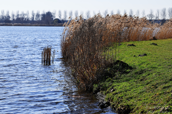 Bullewijker_And_Holendrechter_Polder_Ouderkerk_Aan_De_Amstel_Netherlands_Nature_Photography_Canon_EOS_R5_Mark_II_2026_004.JPG