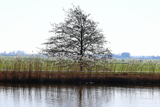 Bullewijker_And_Holendrechter_Polder_Ouderkerk_Aan_De_Amstel_Netherlands_Nature_Photography_Canon_EOS_R5_Mark_II_2026_005.JPG