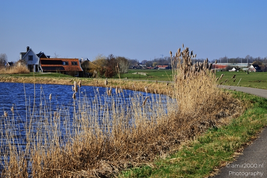 Reeds are prominent in the foreground, water appears, and there are buildings in the background - image from year 2026 #006