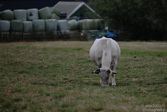 Bulls_Grazing_In_Bijlmerbroek_Polder_Animal_Photography_Nature_Photography_Canon_EOS_R5_Mark_II_2026_002.JPG