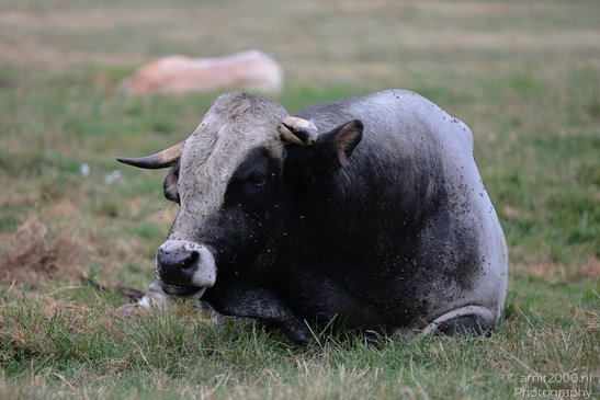 Bulls_Grazing_In_Bijlmerbroek_Polder_Animal_Photography_Nature_Photography_Canon_EOS_R5_Mark_II_2026_004.JPG