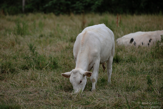 Another cow partially visible appears behind a white cow grazing on grass. image from year 2026 #1