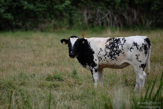 Some trees and bushes appear behind a black and white cow standing in a grassy field. image from year 2026 #2