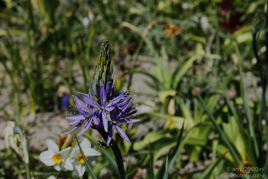 Camassia_Leichtlinii_Flower_Photography_Nature_Photography_Canon_EOS_R5_Mark_II_2026_001.JPG