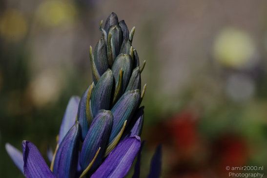 Camassia_Leichtlinii_Flower_Photography_Nature_Photography_Canon_EOS_R5_Mark_II_2026_002.JPG