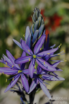 Camassia_Leichtlinii_Flower_Photography_Nature_Photography_Canon_EOS_R5_Mark_II_2026_003.JPG