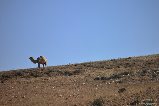 Camel_On_Hillside_In_The_Negev_Animal_Photography_Nature_Photography_Canon_EOS_R5_Mark_II_2026_001.JPG