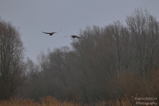 Two Canada geese glide through the sky over a misty, wooded area. - image from year 2026 #001