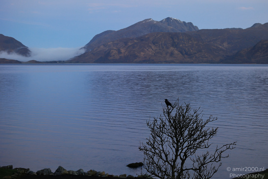 Carrion_Crow_In_Loch_Linnhe_In_The_Scottish_Highlands_Birds_Photography_Nature_Photography_Canon_EOS_R5_Mark_II_2026_001.JPG