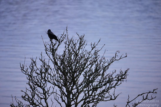 Carrion_Crow_In_Loch_Linnhe_In_The_Scottish_Highlands_Birds_Photography_Nature_Photography_Canon_EOS_R5_Mark_II_2026_002.JPG
