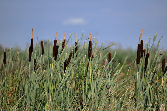 Cattail stalks stand among tall reeds beneath a clear blue sky in Amstelveen. image from year 2026 #1