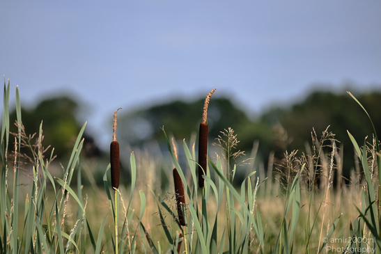 Brown cattail heads rise from green reeds with a soft blue sky behind them. image from year 2026 #2