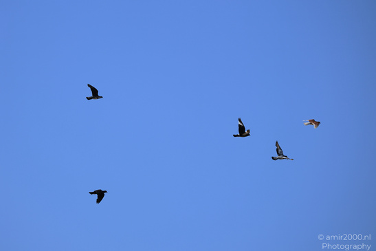 City_Pigeons_Flying_Larnaca_Cyprus_Birds_Photography_Nature_Photography_Canon_EOS_R5_Mark_II_2026_001.JPG