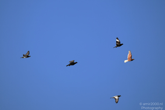 City_Pigeons_Flying_Larnaca_Cyprus_Birds_Photography_Nature_Photography_Canon_EOS_R5_Mark_II_2026_002.JPG