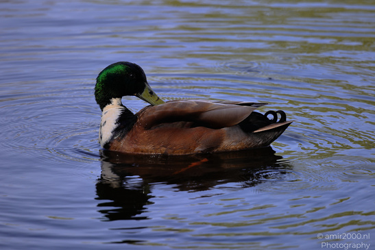 Closeup_Of_Mallard_Duck_Birds_Photography_Nature_Photography_Canon_EOS_R5_Mark_II_2026_001.JPG