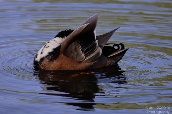 Closeup_Of_Mallard_Duck_Birds_Photography_Nature_Photography_Canon_EOS_R5_Mark_II_2026_002.JPG