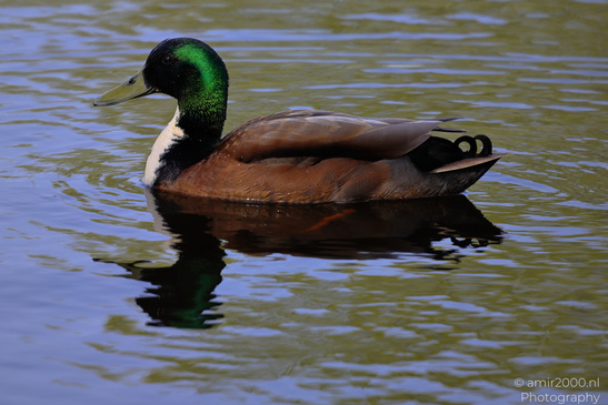 Closeup_Of_Mallard_Duck_Birds_Photography_Nature_Photography_Canon_EOS_R5_Mark_II_2026_003.JPG