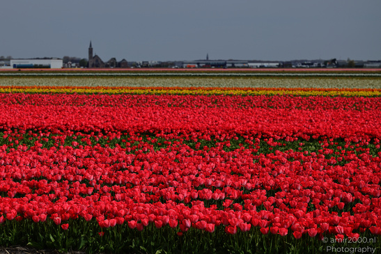 Colorful_Tulip_Fields_Spring_Time_Zuid_Holland_Flower_Photography_Nature_Photography_Canon_EOS_R5_Mark_II_2026_010.JPG