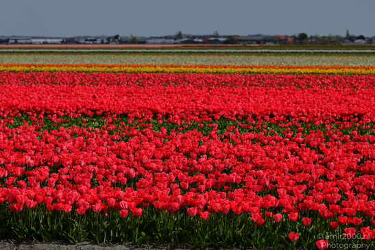 Colorful_Tulip_Fields_Spring_Time_Zuid_Holland_Flower_Photography_Nature_Photography_Canon_EOS_R5_Mark_II_2026_011.JPG