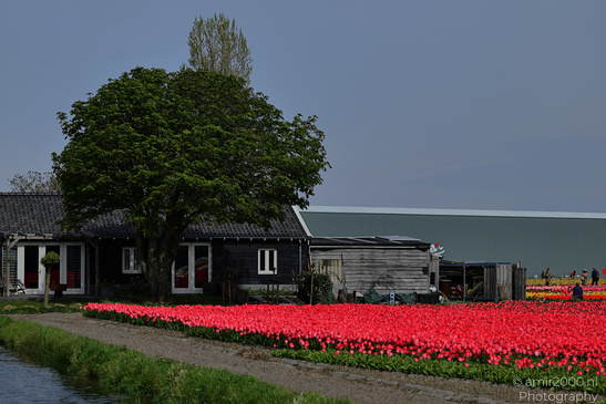 Colorful_Tulip_Fields_Spring_Time_Zuid_Holland_Flower_Photography_Nature_Photography_Canon_EOS_R5_Mark_II_2026_012.JPG
