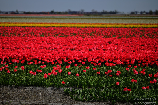 Colorful_Tulip_Fields_Spring_Time_Zuid_Holland_Flower_Photography_Nature_Photography_Canon_EOS_R5_Mark_II_2026_013.JPG