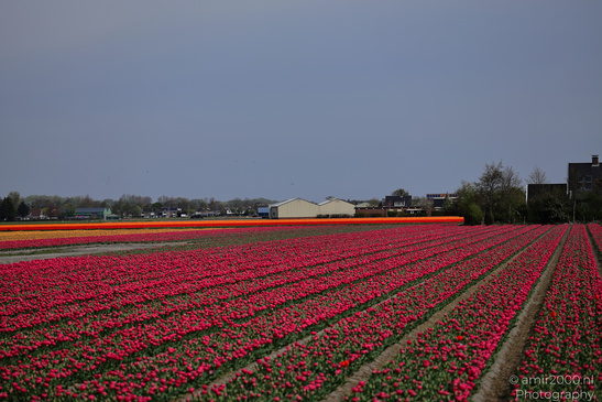 Colorful_Tulip_Fields_Spring_Time_Zuid_Holland_Flower_Photography_Nature_Photography_Canon_EOS_R5_Mark_II_2026_014.JPG