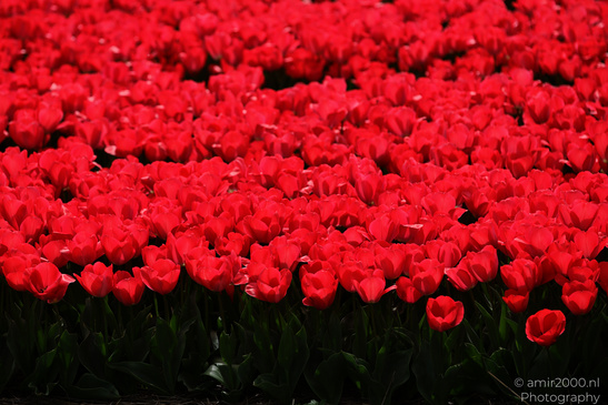 Colorful_Tulip_Fields_Spring_Time_Zuid_Holland_Flower_Photography_Nature_Photography_Canon_EOS_R5_Mark_II_2026_015.JPG