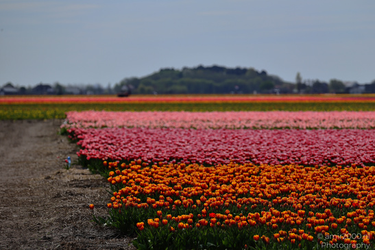 Colorful_Tulip_Fields_Spring_Time_Zuid_Holland_Flower_Photography_Nature_Photography_Canon_EOS_R5_Mark_II_2026_017.JPG
