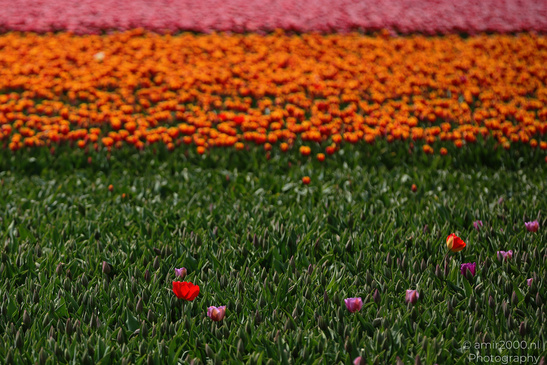 Colorful_Tulip_Fields_Spring_Time_Zuid_Holland_Flower_Photography_Nature_Photography_Canon_EOS_R5_Mark_II_2026_018.JPG