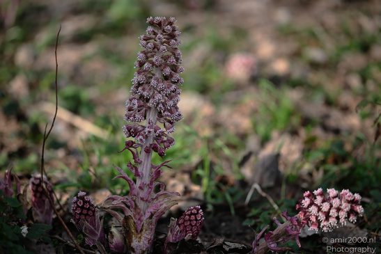 Common_Butterbur_Spring_Time_Flora_Photography_Nature_Photography_Canon_EOS_R5_Mark_II_2026_001.JPG