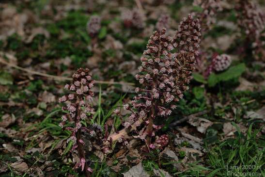 Common_Butterbur_Spring_Time_Flora_Photography_Nature_Photography_Canon_EOS_R5_Mark_II_2026_002.JPG
