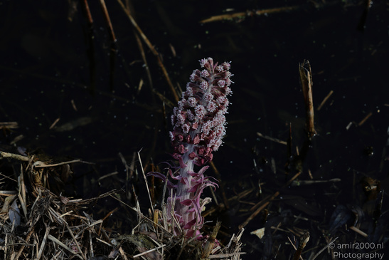 Common_Butterbur_Spring_Time_Flora_Photography_Nature_Photography_Canon_EOS_R5_Mark_II_2026_003.JPG