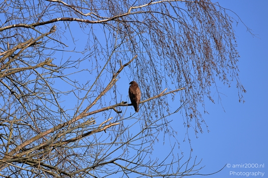 Common_Buzzard_In_Houtrak_Spaarnwoude_Park_Birds_Photography_Nature_Photography_Canon_EOS_R5_Mark_II_2026_001.JPG