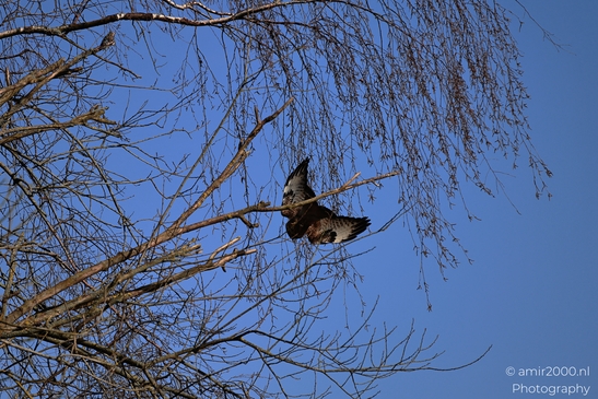 Common_Buzzard_In_Houtrak_Spaarnwoude_Park_Birds_Photography_Nature_Photography_Canon_EOS_R5_Mark_II_2026_002.JPG