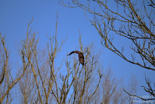 Common_Buzzard_In_Houtrak_Spaarnwoude_Park_Birds_Photography_Nature_Photography_Canon_EOS_R5_Mark_II_2026_003.JPG