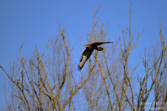 Common_Buzzard_In_Houtrak_Spaarnwoude_Park_Birds_Photography_Nature_Photography_Canon_EOS_R5_Mark_II_2026_004.JPG