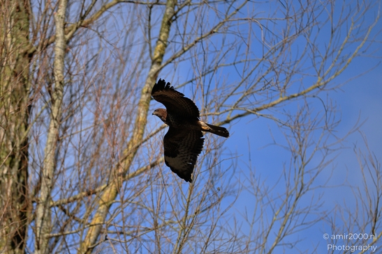 Common_Buzzard_In_Houtrak_Spaarnwoude_Park_Birds_Photography_Nature_Photography_Canon_EOS_R5_Mark_II_2026_007.JPG