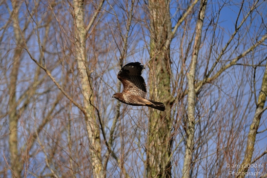 Common_Buzzard_In_Houtrak_Spaarnwoude_Park_Birds_Photography_Nature_Photography_Canon_EOS_R5_Mark_II_2026_008.JPG