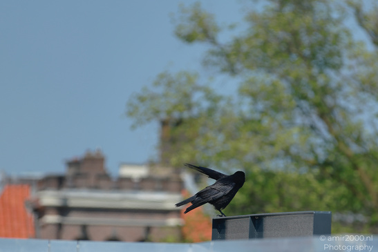 Common_Grackle_On_Post_Birds_Photography_Nature_Photography_Canon_EOS_R5_Mark_II_2026_001.JPG