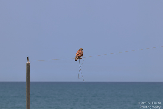 Common_Kestrel_In_The_Shore_Of_Mediterranean_Sea_In_Tel-Aviv_Birds_Photography_Nature_Photography_Canon_EOS_R5_Mark_II_2026_001.JPG