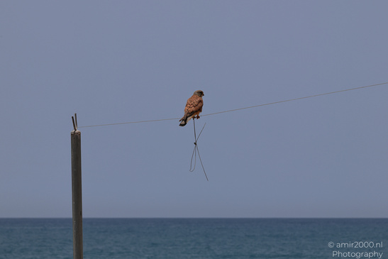Common_Kestrel_In_The_Shore_Of_Mediterranean_Sea_In_Tel-Aviv_Birds_Photography_Nature_Photography_Canon_EOS_R5_Mark_II_2026_002.JPG