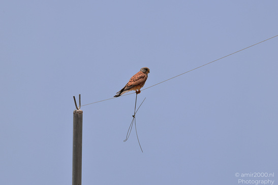 Common_Kestrel_In_The_Shore_Of_Mediterranean_Sea_In_Tel-Aviv_Birds_Photography_Nature_Photography_Canon_EOS_R5_Mark_II_2026_003.JPG