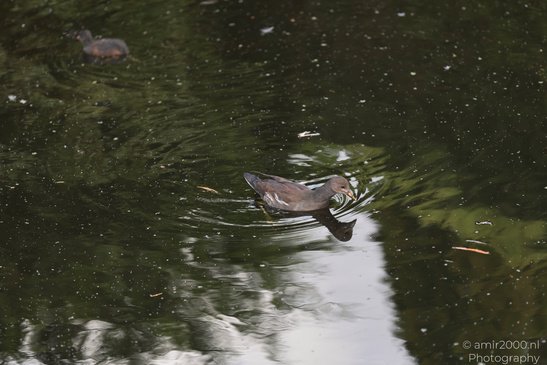 A dark colored bird with a yellow beak swimming in a body of water, with ripples and reflections - image from year 2026 #001