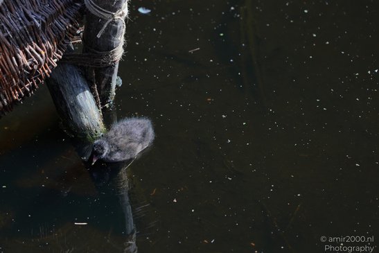 A lone cootling stands in shallow water, its reflection mirrored in the dark surface. - image from year 2026 #002